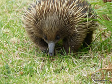 Echidné - Australie